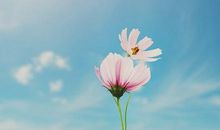 诗经中关于兄弟姐妹亲情的句子