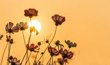 细节描写亲情的句子