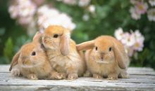 人看到花后的开心的句子