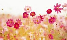 轻松快乐开心的句子