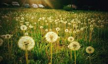 搜集有关亲情的词或句子