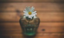 收到鲜花心情开心的句子