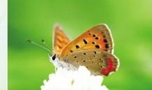 关于正直的名言