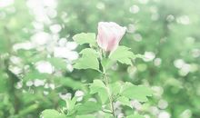 幼儿园开心生活的句子