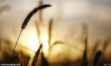 表现人物开心的句子和词语