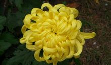 描写菊花的句子 描写菊花的段落