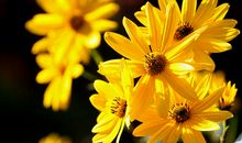 体现长江有母亲情怀的句子