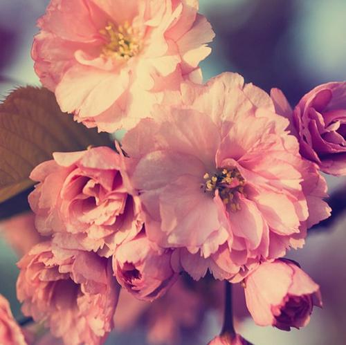 11.家人的感情是spring的春天的一瞥，当您口渴和无法忍受时，它将带给您凉爽和舒适