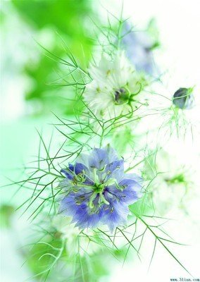 9.愿鲜花的芬芳带给您幸福的温暖，并祝您生活愉快。