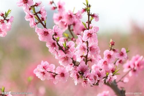 桃花句子2