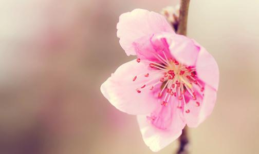 桃花句1