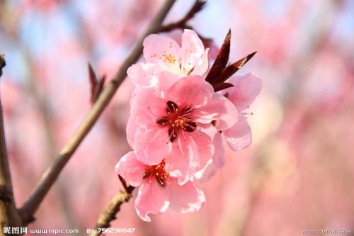 桃花句