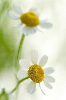 11.什么是家庭感情？家庭感情是春天的种子，夏天的凉爽，秋天的果实，冬天的温暖。