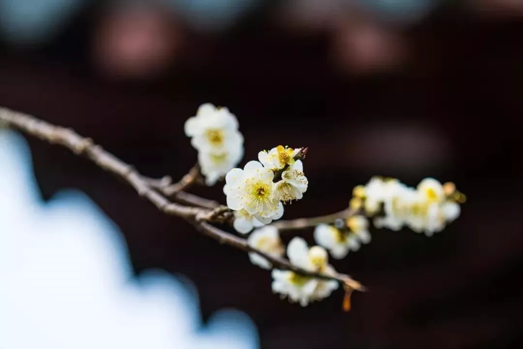 5.乐观主义者是春天的人格化。——苏珊·比松内特