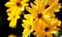 让亲情延续的句子