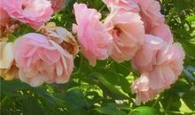 形容开心聊天的句子