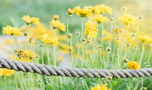 血缘亲情浓于水的句子