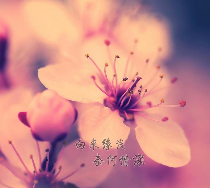 感伤的句子