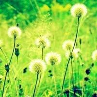 11.全世界的母亲都一样！他们的心总是一样的。每个母亲都有一颗极其纯真的心。