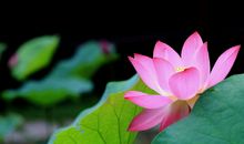 描写初夏的短句