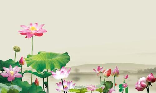 11.当我沿着这条街来到河边时，一大朵盛开的莲花进入了我的眼睛。在这里，莲花紧挨着簇拥，一簇又一簇。您会看到有些只散开了两三张花瓣，有些花瓣都散开了，露出一朵小嫩的黄色荷花。有些仍然是花鼓多，它们似乎已经饱满了，以至于将要破裂。厚厚的花瓣是白色的，有些是粉红色的，有些在早晨被透明的露珠覆盖。