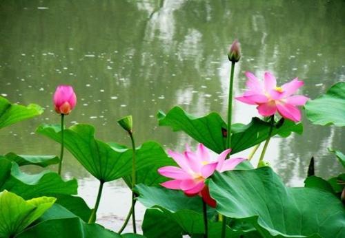12.莲花长得非常漂亮。它的颜色是粉红色，有长花瓣和黄色雄蕊。很多人喜欢它！有一次，我去看了莲花，有些花瓣展开了，有些展开了。两三片花瓣，其中一些仍然是花骨，露出一朵黄色的小莲花，甚至还没有长出莲花！