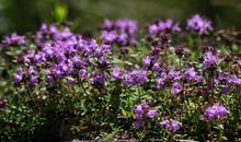 亲情像一句子大全