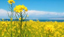 形容血浓于水的亲情句子