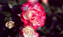 关于别样的亲情的句子