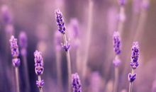 现代写亲情的句子