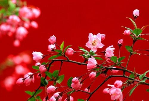 11.不欣赏你的人智障；那些使你难过的人，傻瓜；那些可以成为你朋友的人是快乐的；那些发送短信希望您开心的人，太好了！