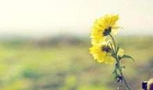 合作关系感恩的句子