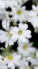 11.渴望冬天的梅花正在等待“雨中的黄树和灯下的白头翁”。