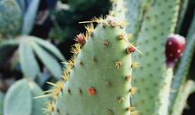 形容姐妹和母亲亲情的句子