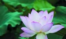 形容夏天的句子