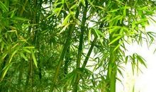 描写竹子的词语和句子