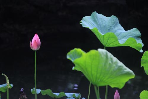 莲花句2