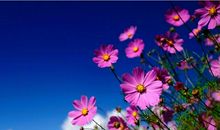 亲情经典语录短句子