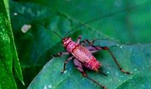 描写虫鸣的句子