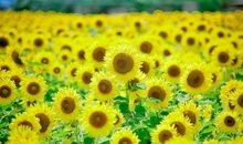 形容无价的亲情的句子