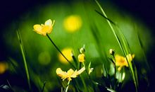 开心的人装不开心的句子