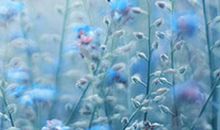 严厉的亲情的句子