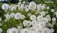 形容母子之间亲情的句子