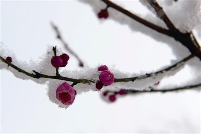 飘雪