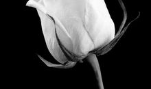 亲情让我心寒的句子说说