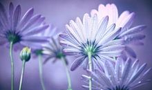 亲人之间亲情的团结句子