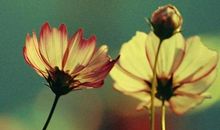 敢于亲情的温暖句子