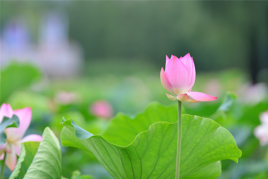 关于莲花的漂亮句子