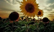 《感人亲情》的句子