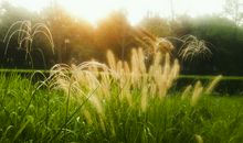 描写晨曦的句子